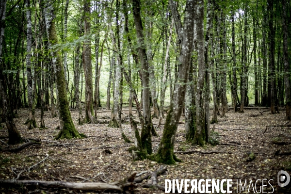Dans la Foret
