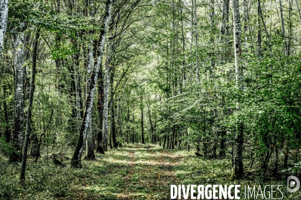 Dans la Foret