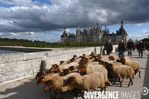 Première transhumance à Chambord des brebis solognotes