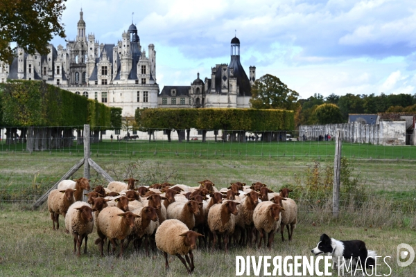 Première transhumance à Chambord des brebis solognotes