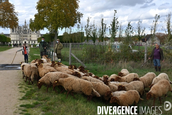 Première transhumance à Chambord des brebis solognotes