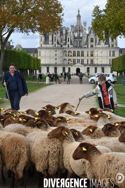 Première transhumance à Chambord des brebis solognotes