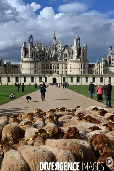 Première transhumance à Chambord des brebis solognotes