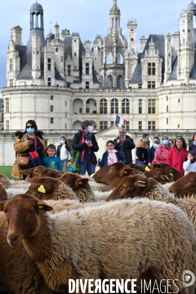 Première transhumance à Chambord des brebis solognotes