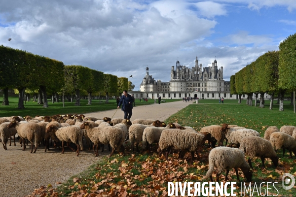 Première transhumance à Chambord des brebis solognotes