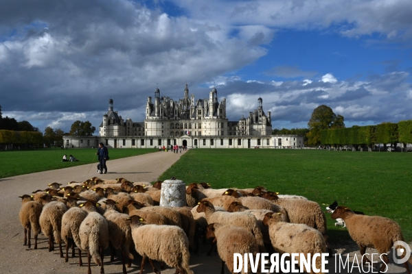 Première transhumance à Chambord des brebis solognotes