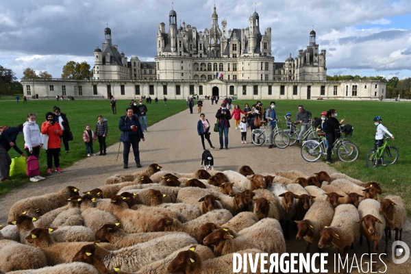 Première transhumance à Chambord des brebis solognotes