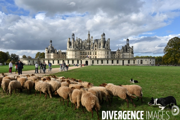 Première transhumance à Chambord des brebis solognotes