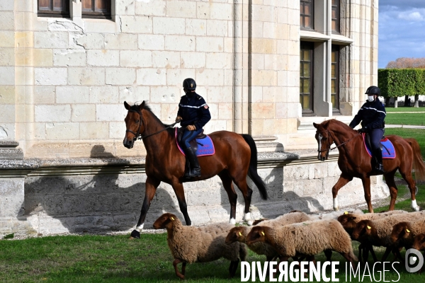 Première transhumance à Chambord des brebis solognotes