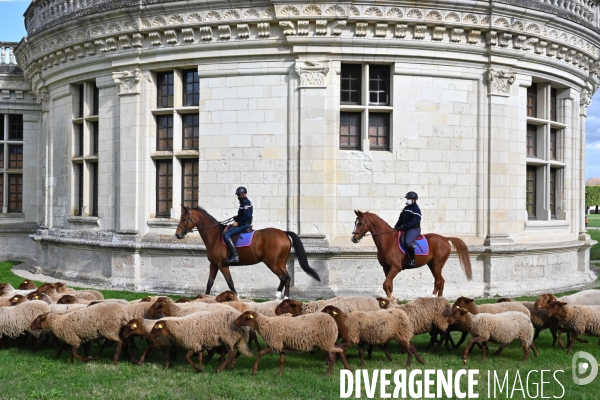 Première transhumance à Chambord des brebis solognotes