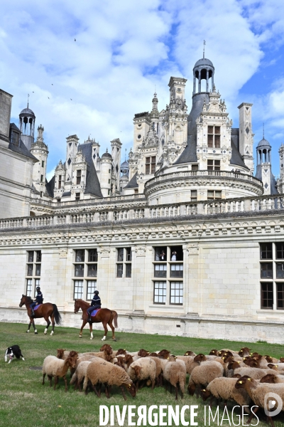 Première transhumance à Chambord des brebis solognotes