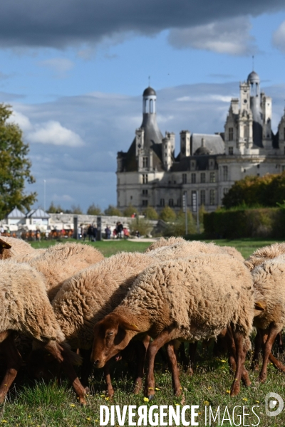 Première transhumance à Chambord des brebis solognotes