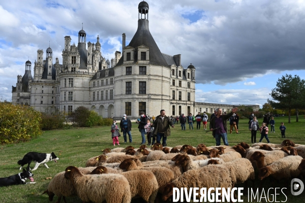 Première transhumance à Chambord des brebis solognotes