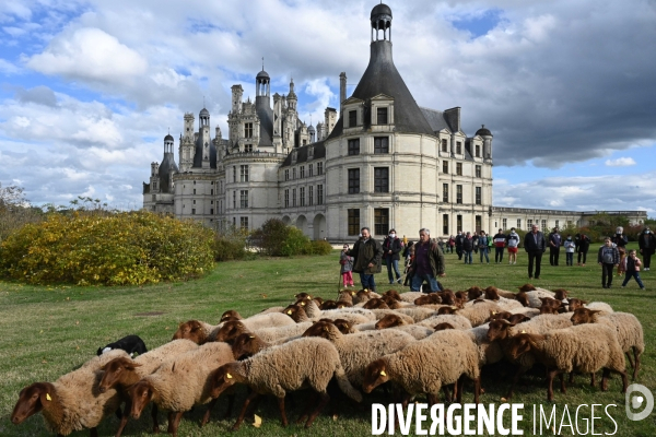 Première transhumance à Chambord des brebis solognotes