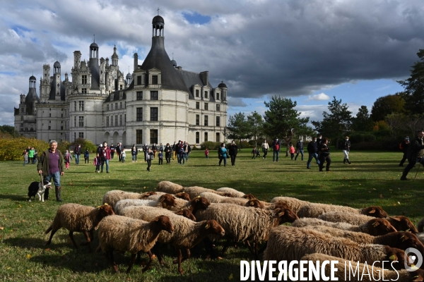 Première transhumance à Chambord des brebis solognotes