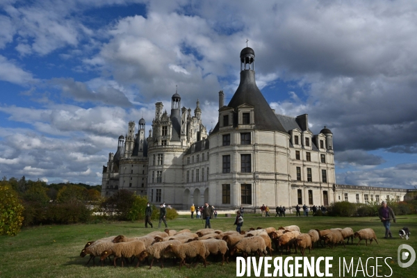 Première transhumance à Chambord des brebis solognotes