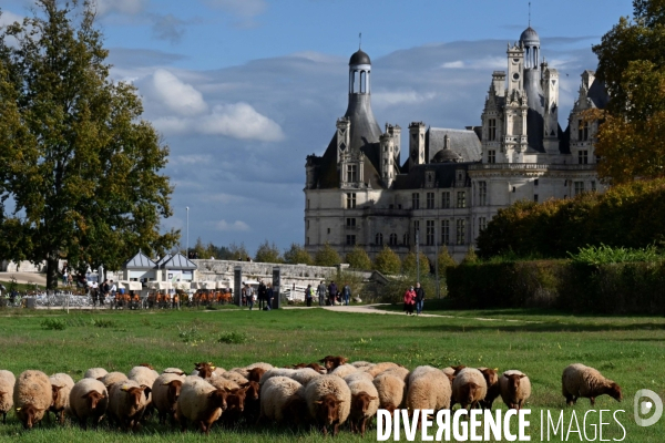 Première transhumance à Chambord des brebis solognotes