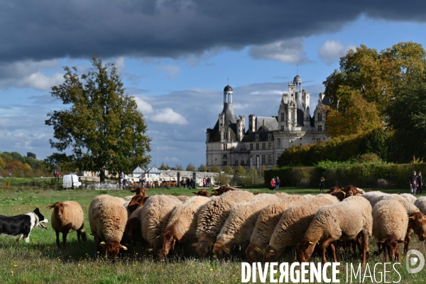 Première transhumance à Chambord des brebis solognotes