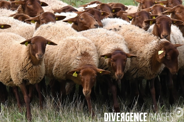 Première transhumance à Chambord des brebis solognotes