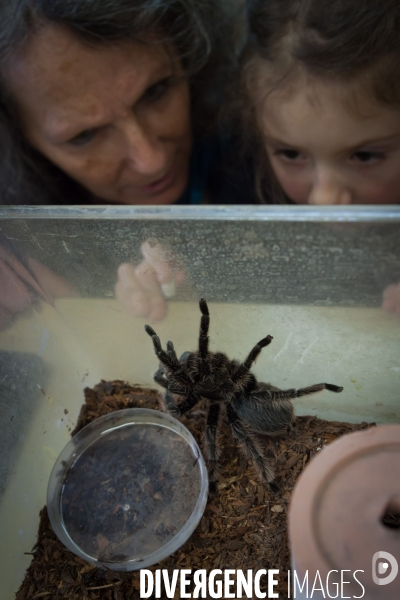 Christine Rollard enseignante chercheuse au Muséum d Histoire naturelle de Paris. Aranéologue. Arachnolologue. Elle fait de la désensibilistation auprès d archnophobes.