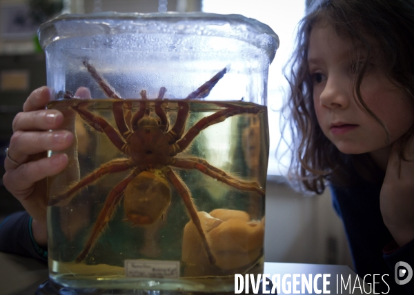 Christine Rollard enseignante chercheuse au Muséum d Histoire naturelle de Paris. Aranéologue. Arachnolologue. Elle fait de la désensibilistation auprès d archnophobes.