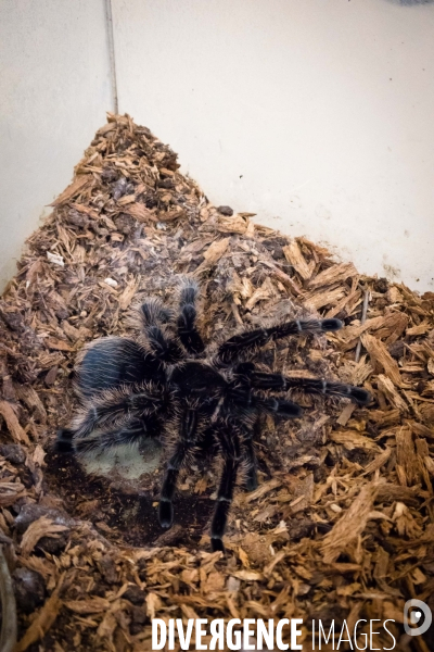 Christine Rollard enseignante chercheuse au Muséum d Histoire naturelle de Paris. Aranéologue. Arachnolologue. Elle fait de la désensibilistation auprès d archnophobes.