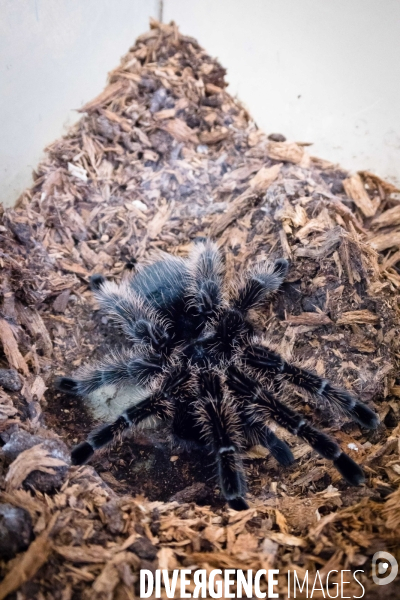 Christine Rollard enseignante chercheuse au Muséum d Histoire naturelle de Paris. Aranéologue. Arachnolologue. Elle fait de la désensibilistation auprès d archnophobes.