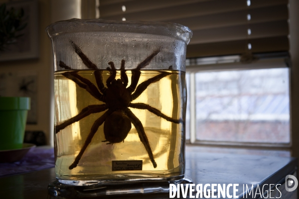 Christine Rollard enseignante chercheuse au Muséum d Histoire naturelle de Paris. Aranéologue. Arachnolologue. Elle fait de la désensibilistation auprès d archnophobes.