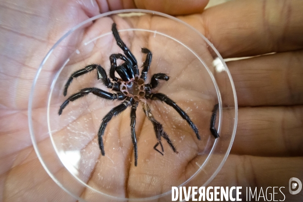 Christine Rollard enseignante chercheuse au Muséum d Histoire naturelle de Paris. Aranéologue. Arachnolologue. Cours auprès des étudiants et désensibilistation auprès d archnophobes.