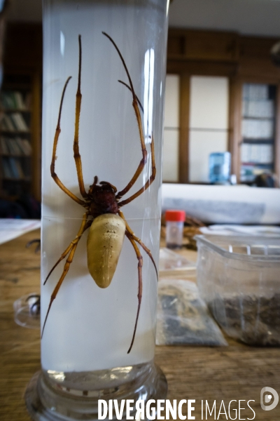 Christine Rollard enseignante chercheuse au Muséum d Histoire naturelle de Paris. Aranéologue. Arachnolologue. Cours auprès des étudiants et désensibilistation auprès d archnophobes.