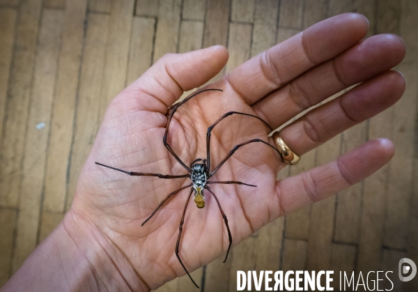 Christine Rollard enseignante chercheuse au Muséum d Histoire naturelle de Paris. Aranéologue. Arachnolologue. Cours auprès des étudiants et désensibilistation auprès d archnophobes.