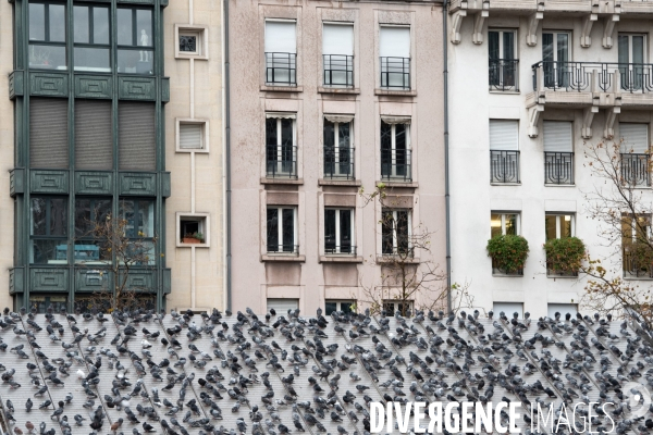 Pigeons de Paris