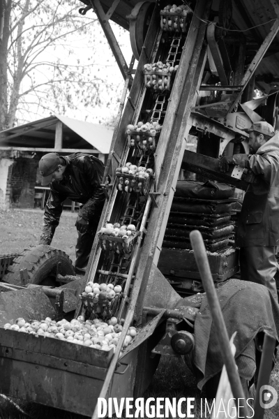 Un brasseur et son pressoir ambulant ( cidre )