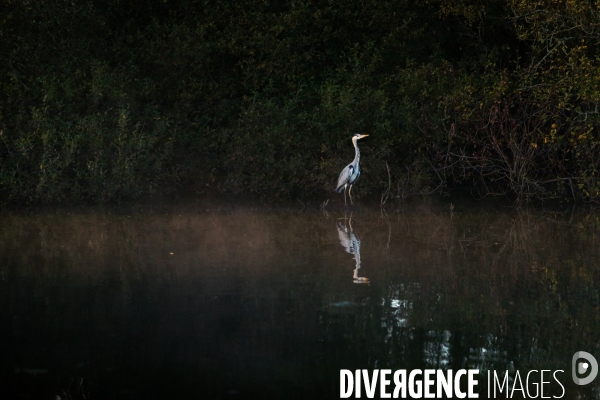 Réserve Naturelle du Lac de Grand-Lieu