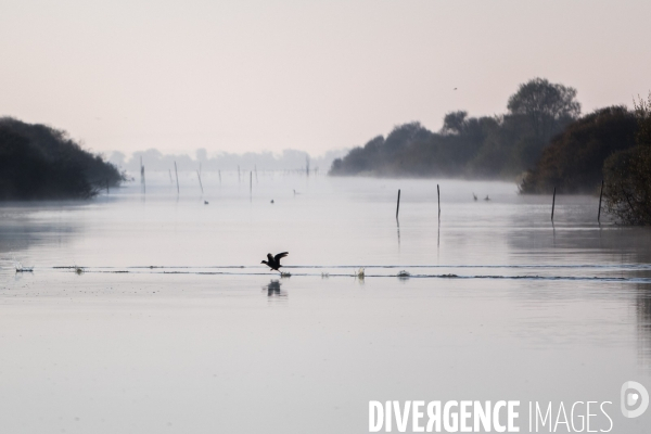 Réserve Naturelle du Lac de Grand-Lieu