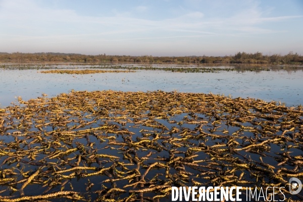 Réserve Naturelle du Lac de Grand-Lieu