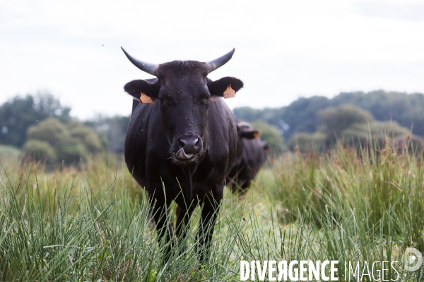 Elevage de boeufs wagyu