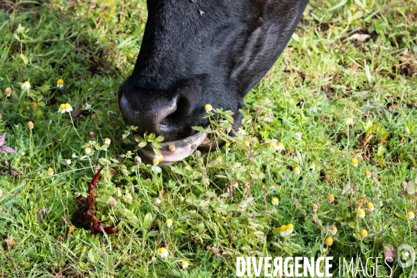 Elevage de boeufs wagyu