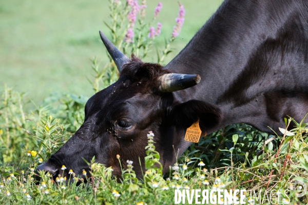 Elevage de boeufs wagyu