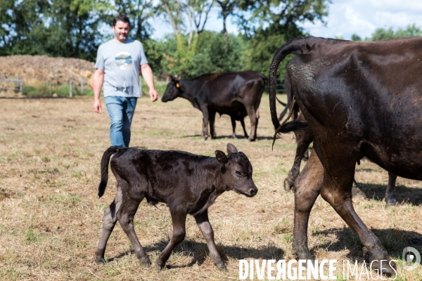 Elevage de boeufs wagyu