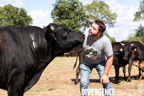 Elevage de boeufs wagyu