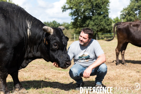 Elevage de boeufs wagyu