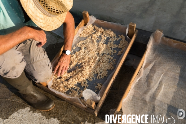 Production de semences en agriculture biologique