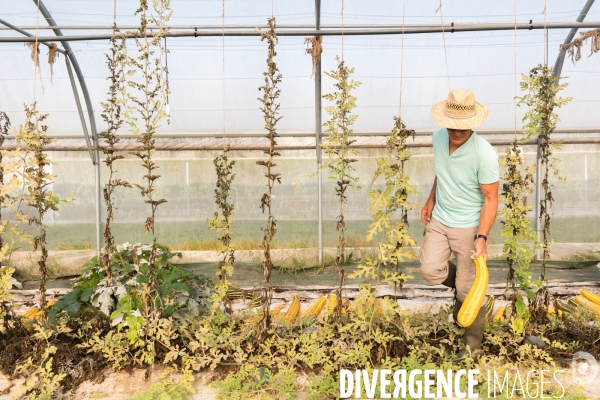 Production de semences en agriculture biologique