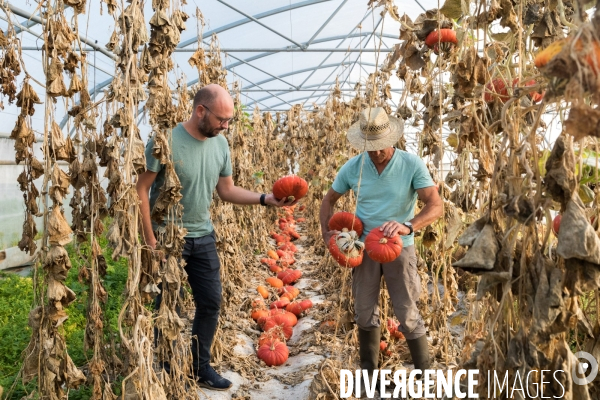 Production de semences en agriculture biologique