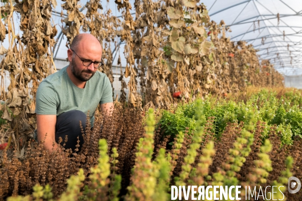 Production de semences en agriculture biologique