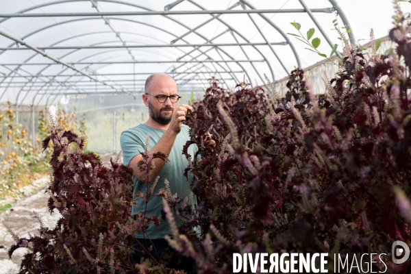 Production de semences en agriculture biologique