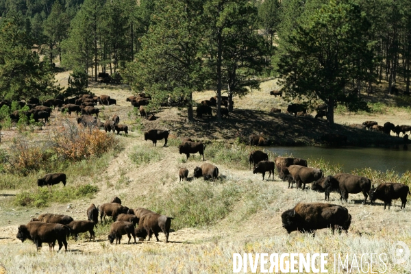 South Dakota Buffalo Round Up