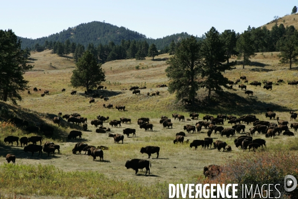 South Dakota Buffalo Round Up