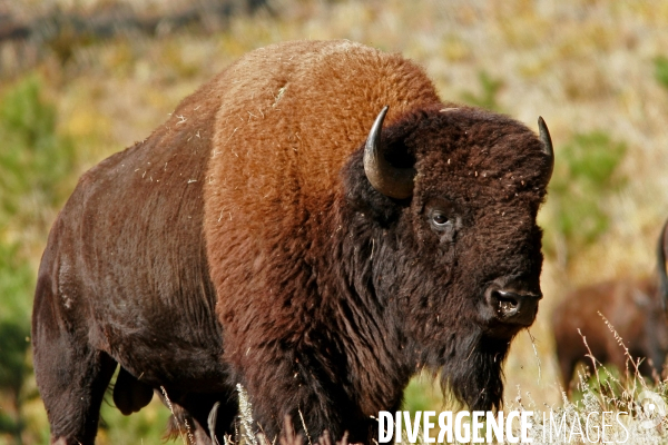 South Dakota Buffalo Round Up